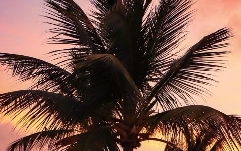 Palmtree sunset
