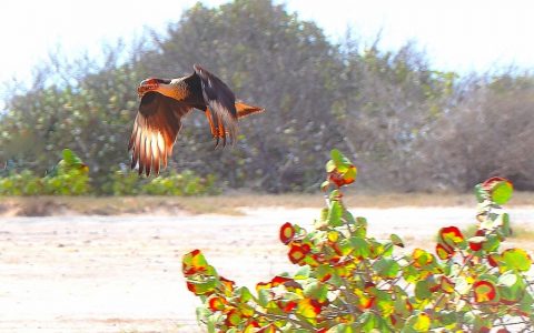Arikok roofvogel